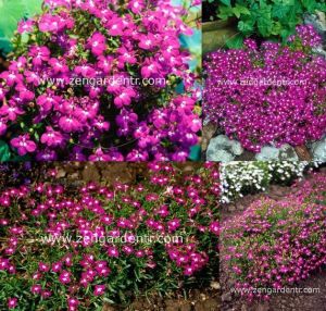 Pembe lobelya tohumu lobelia rosamond