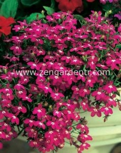 Pembe lobelya tohumu lobelia rosamond