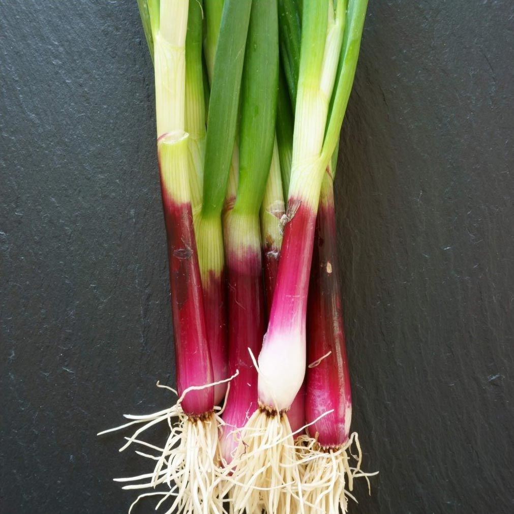 Atalık Kırmızı Sakal taze soğan tohumu red beard bunching onion