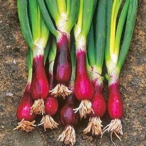 Atalık Kırmızı Sakal taze soğan tohumu red beard bunching onion