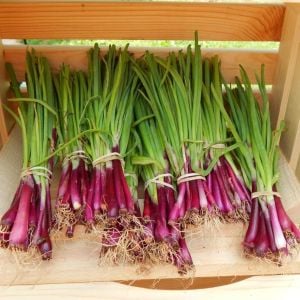 Atalık Kırmızı Sakal taze soğan tohumu red beard bunching onion