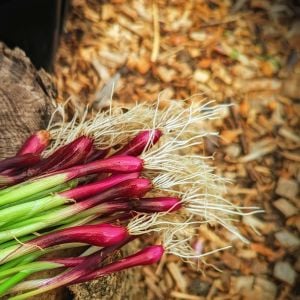 Atalık Kırmızı Sakal taze soğan tohumu red beard bunching onion