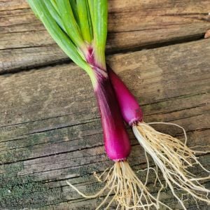 Atalık Kırmızı Sakal taze soğan tohumu red beard bunching onion