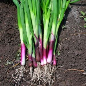 Atalık Kırmızı Sakal taze soğan tohumu red beard bunching onion