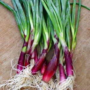 Atalık Kırmızı Sakal taze soğan tohumu red beard bunching onion