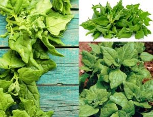 Yeni Zelanda ıspanağı tohumu Tetragonia tetragonioides