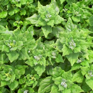 Yeni Zelanda ıspanağı tohumu Tetragonia tetragonioides