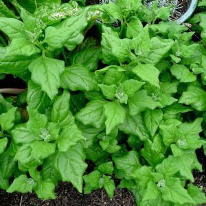 Yeni Zelanda ıspanağı tohumu Tetragonia tetragonioides