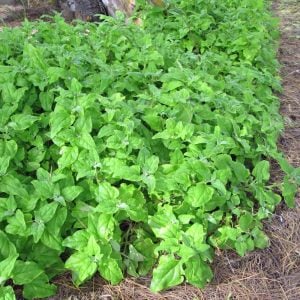 Yeni Zelanda ıspanağı tohumu Tetragonia tetragonioides