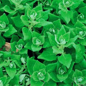 Yeni Zelanda ıspanak tohumu Tetragonia tetragonioides