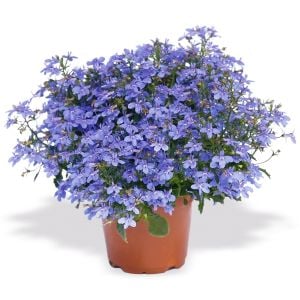 Gök mavi lobelya tohumu lobelia cambridge