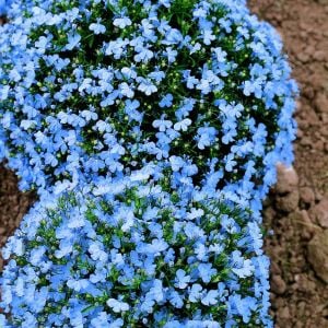 Gök mavi lobelya tohumu lobelia cambridge