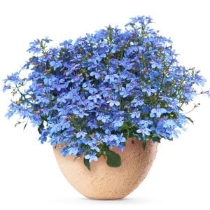Gök mavi lobelya tohumu lobelia cambridge