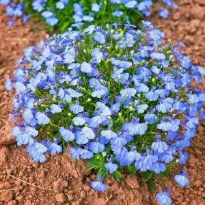 Gök mavi lobelya tohumu lobelia cambridge