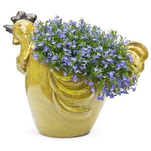 Gök mavi lobelya tohumu lobelia cambridge