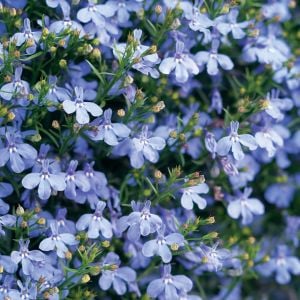 Gök mavi lobelya tohumu lobelia cambridge