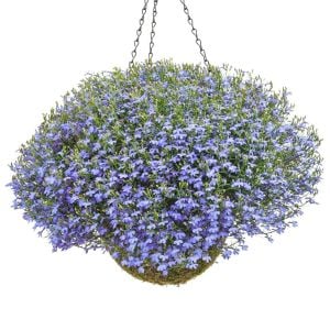 Gök mavi lobelya tohumu lobelia cambridge