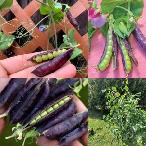 Mor Manolya Atalık bezeyle tohumu taze tüketilen araka tipi