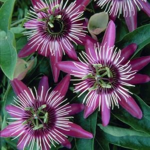Passiflora victoria fidanı pembe kırmızı çiçekli
