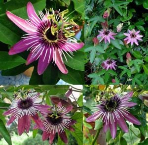 Passiflora victoria fidanı pembe kırmızı çiçekli