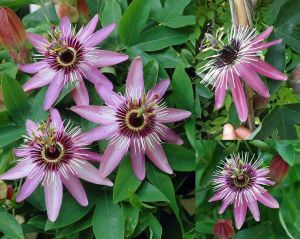 Passiflora victoria fidanı pembe kırmızı çiçekli