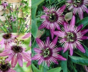 Passiflora victoria fidanı pembe kırmızı çiçekli