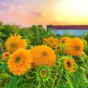 Top çiçekli Sunking ayçiçeği tohumu uzun boylanan