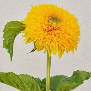 Top çiçekli Sunking ayçiçeği tohumu uzun boylanan