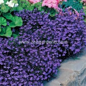 Mor lobelya tohumu lobelia crystal palace