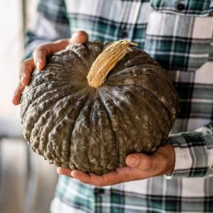 Atalık Marina De Chioggia kışlık balkabağı tohumu