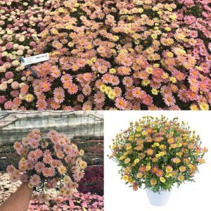 Pembe Limon çeşme papatyası fidesi Aramis Lemon Pink