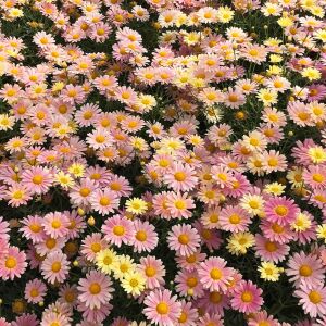 Pembe Limon çeşme papatyası fidesi Aramis Lemon Pink