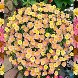 Pembe Limon çeşme papatyası fidesi Aramis Lemon Pink