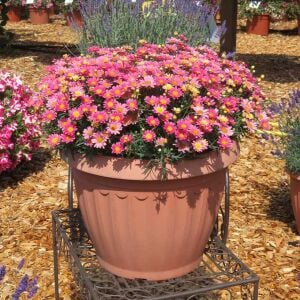 Pembe Limon çeşme papatyası fidesi Aramis Lemon Pink