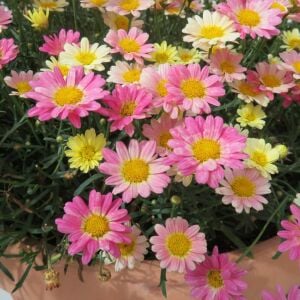 Pembe Limon çeşme papatyası fidesi Aramis Lemon Pink