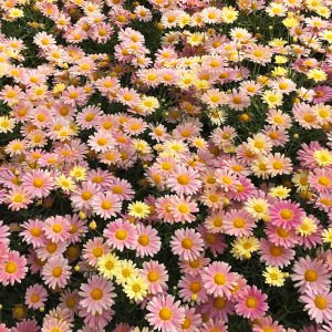 Pembe Limon çeşme papatyası fidesi Aramis Lemon Pink