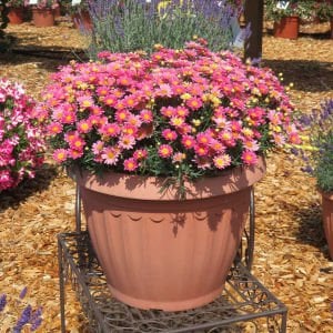 Pembe Limon çeşme papatyası fidesi Aramis Lemon Pink