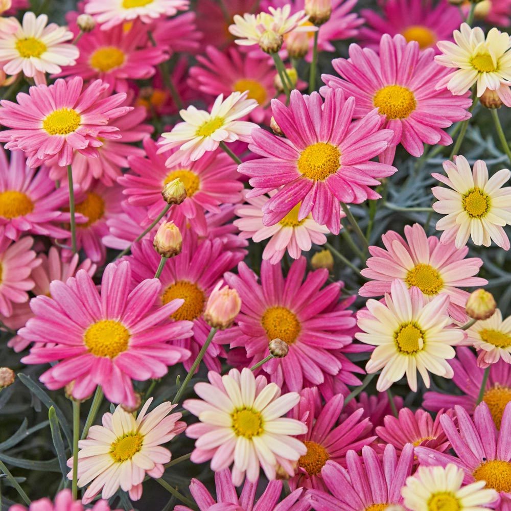 Pembe Limon çeşme papatyası fidesi Aramis Lemon Pink
