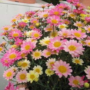 Pembe Limon çeşme papatyası fidesi Aramis Lemon Pink