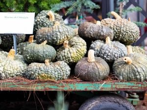 Atalık Marina De Chioggia kışlık balkabağı tohumu