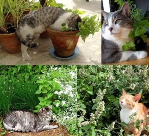 Şifalı kedi nanesi nepeta cataria catnip