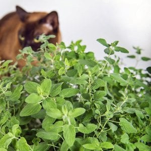 Şifalı kedi nanesi nepeta cataria catnip