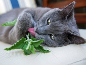 Şifalı kedi nanesi nepeta cataria catnip