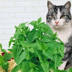 Şifalı kedi nanesi nepeta cataria catnip