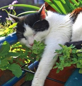 Şifalı kedi nanesi nepeta cataria catnip