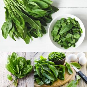 Fransız kuzukulağı tohumu sorrel de belleville