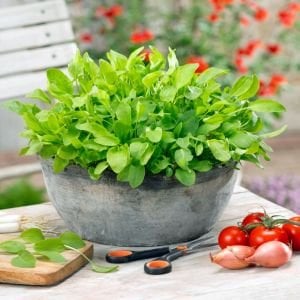 Fransız kuzukulağı tohumu sorrel de belleville