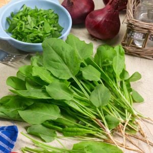 Fransız kuzukulağı tohumu sorrel de belleville