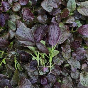 Mor Purple Gem Pak Choi tohumu Çin lahanası