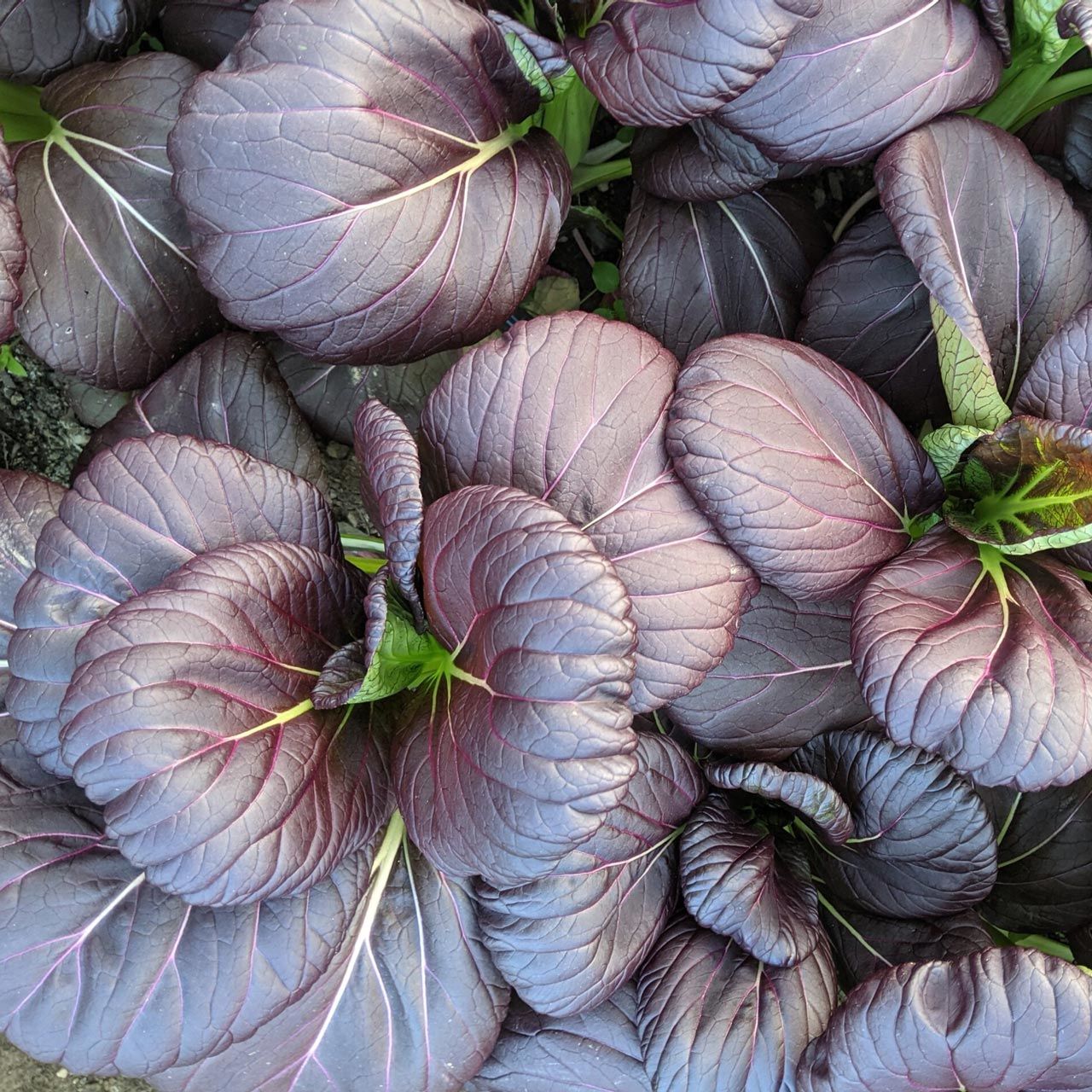 Mor Purple Gem Pak Choi tohumu Çin lahanası